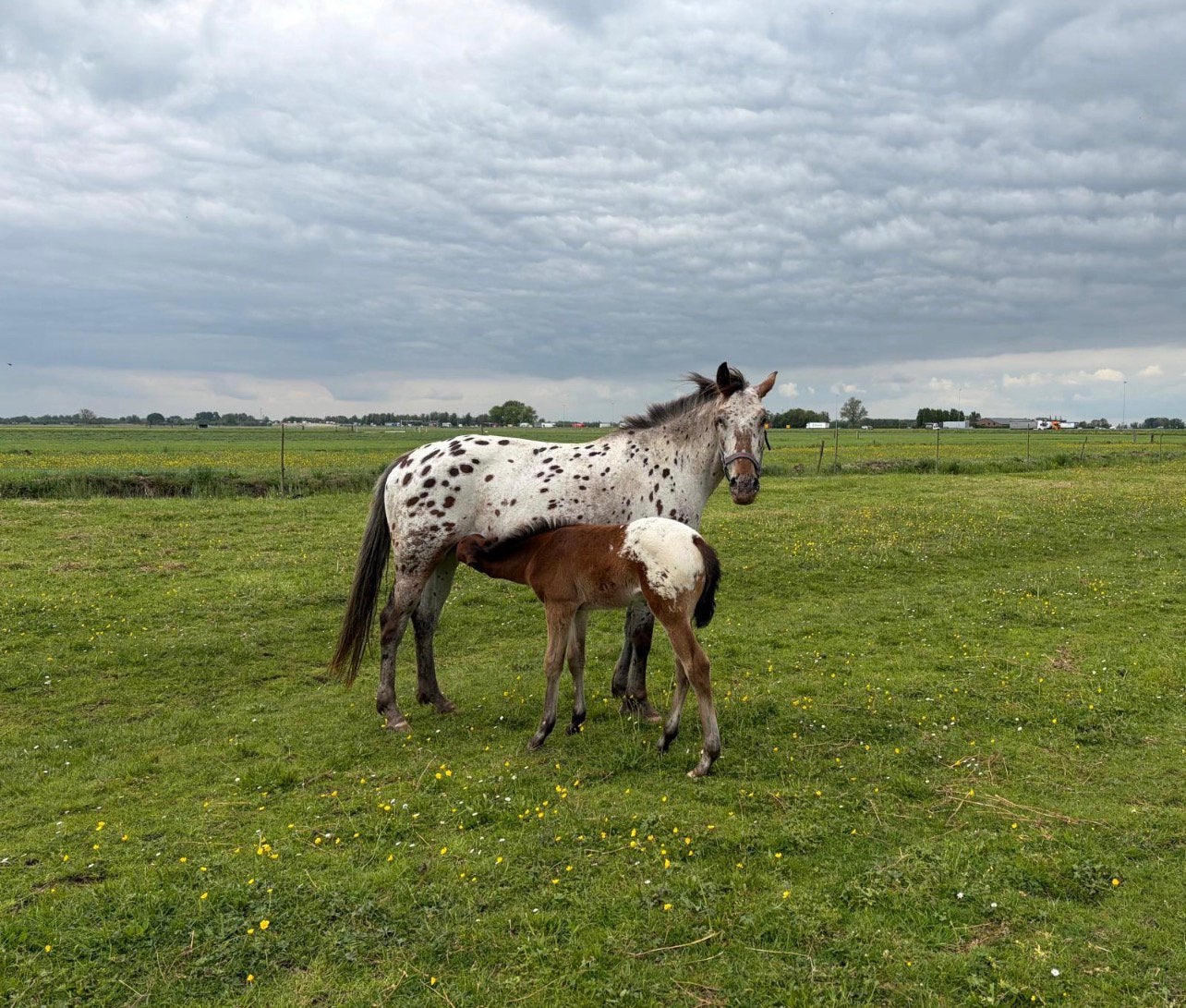Twee schitterende appaloosa merries, 0 tot 2 jaar, Zadelmak, Meerdere dieren, Recreatiepaard