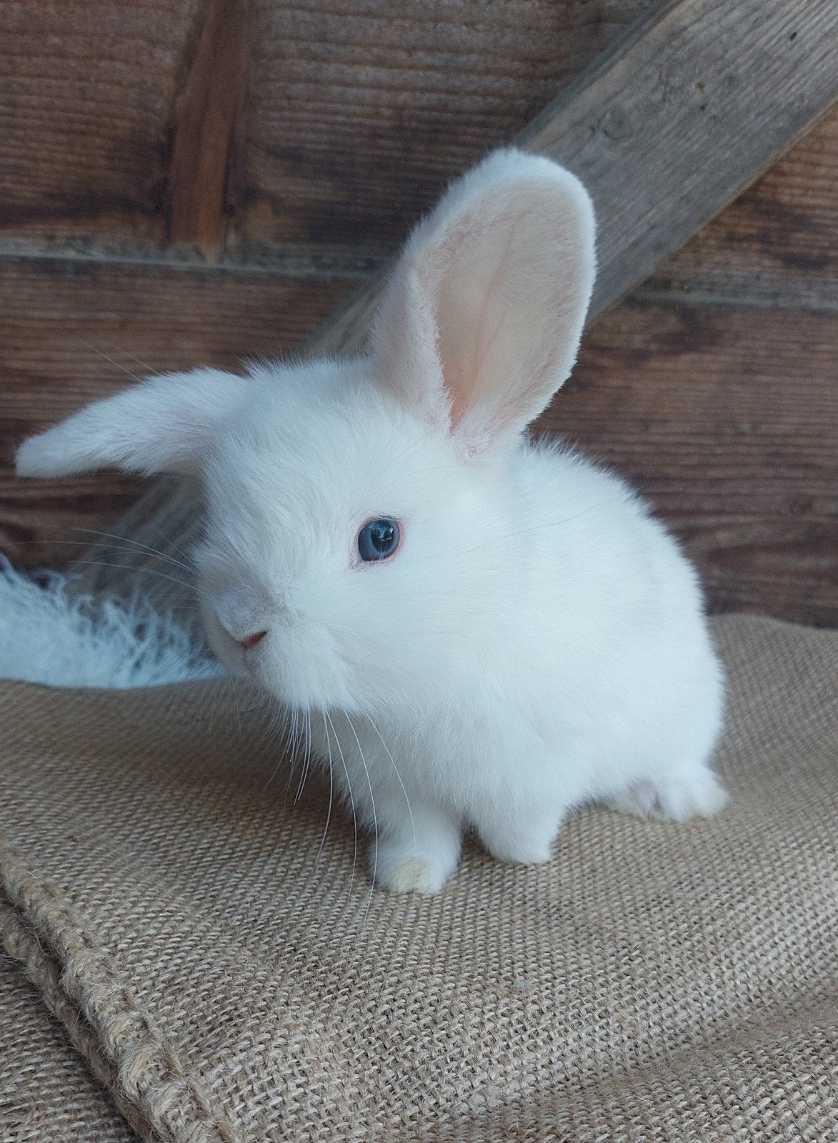 minilop konijntje, Dieren en Toebehoren, Konijnen, Mannelijk, Klein, Hangoor, 0 tot 2 jaar