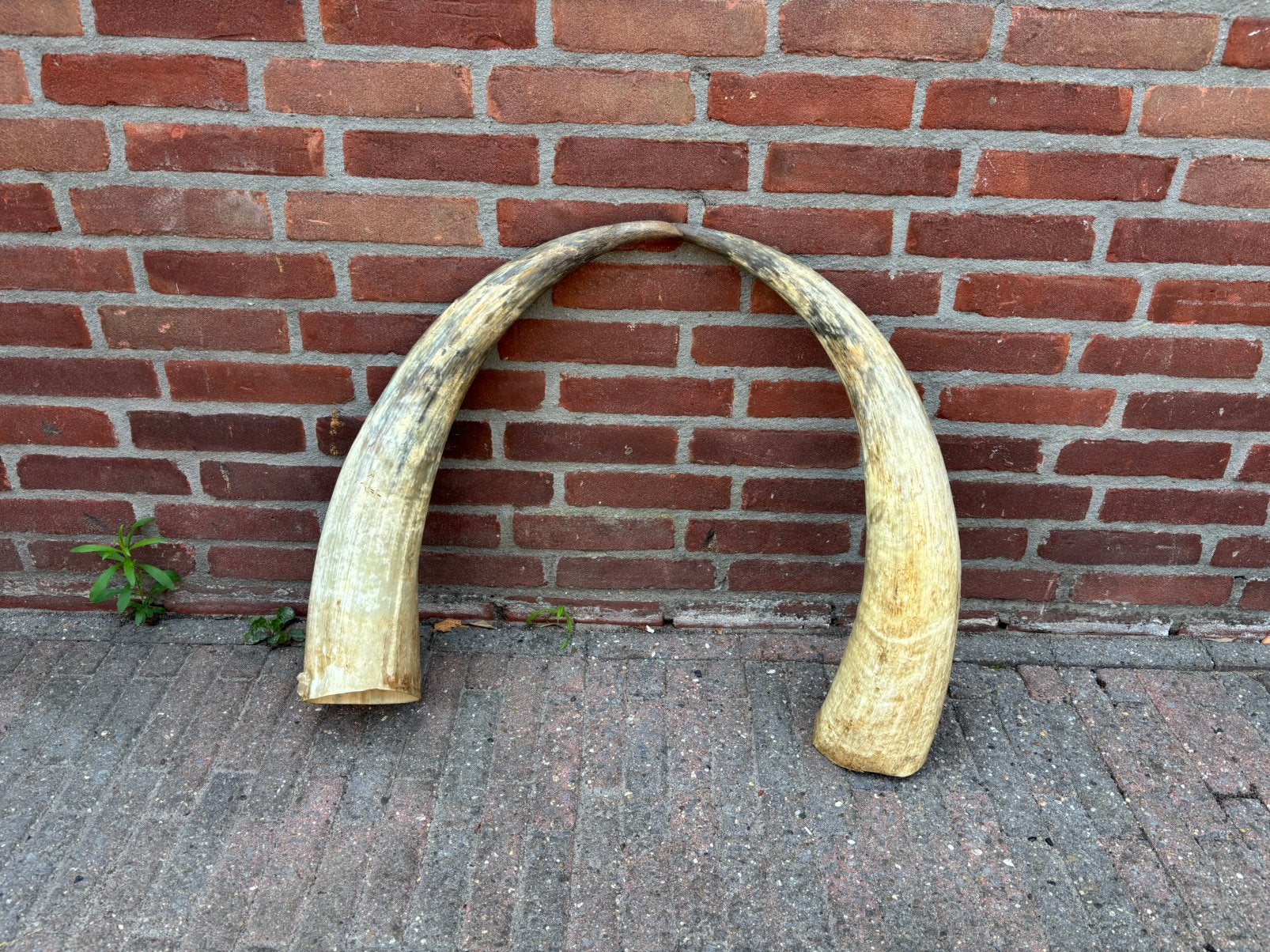 2 grote hoorns, Ophalen of Verzenden, Zo goed als nieuw, Overige typen
