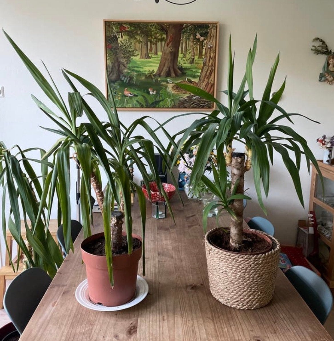 Twee mooie Yucca planten, inclusief potten, Ophalen, 100 tot 150 cm, Halfschaduw, In pot