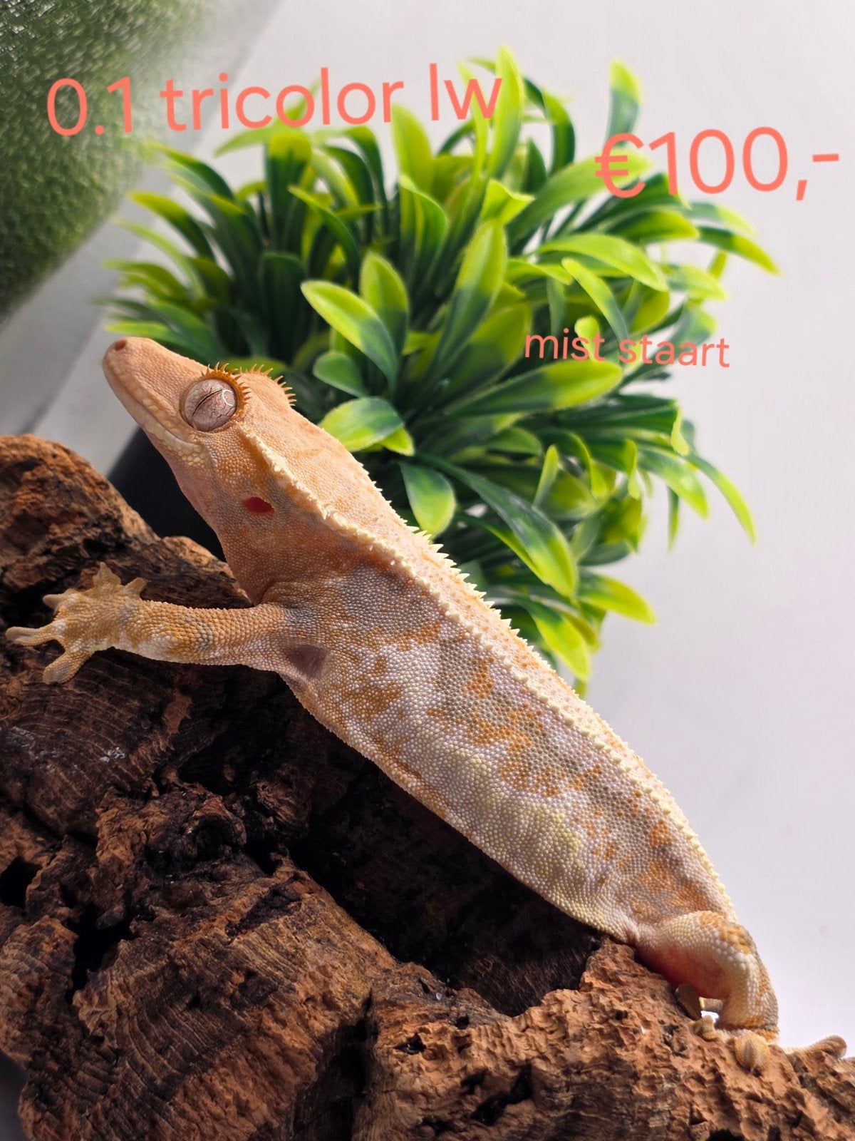 wimpergekko- crested gecko- Correlophus ciliatus Crested Gecko photo 7