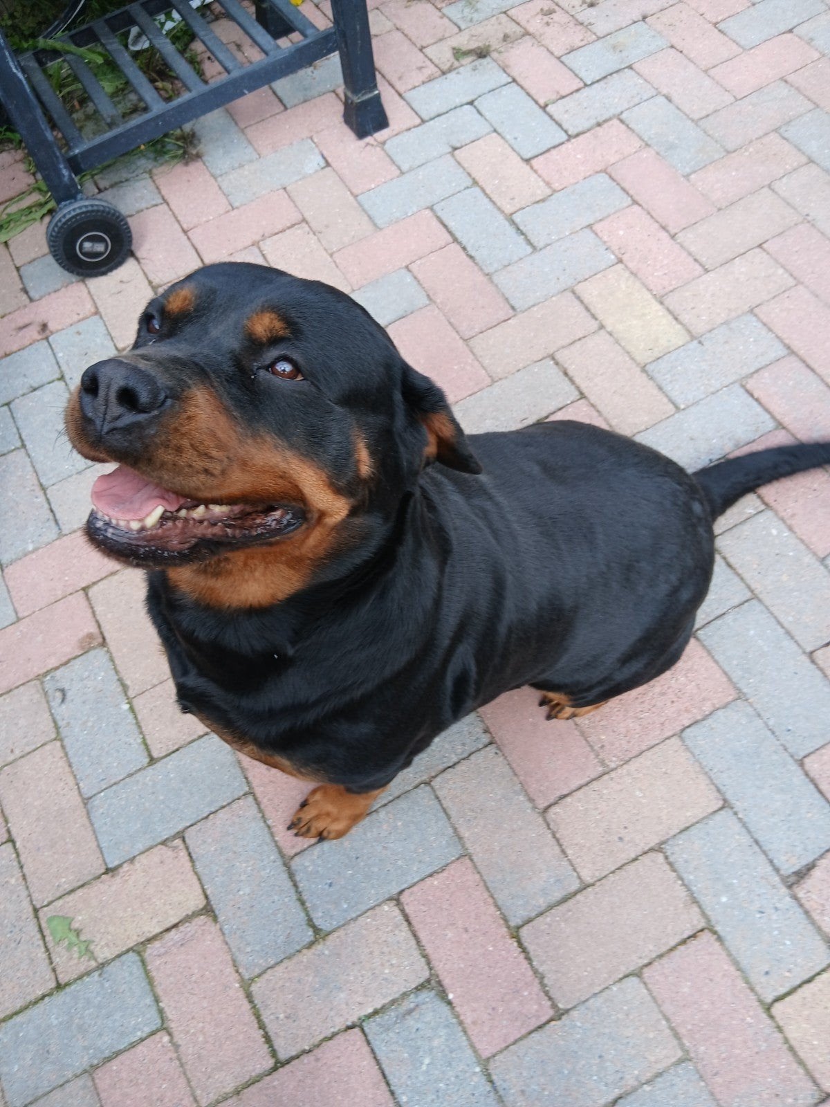 nest aankondiging rottweiler, Meerdere, Meerdere dieren, 3 tot 5 jaar, Nederland