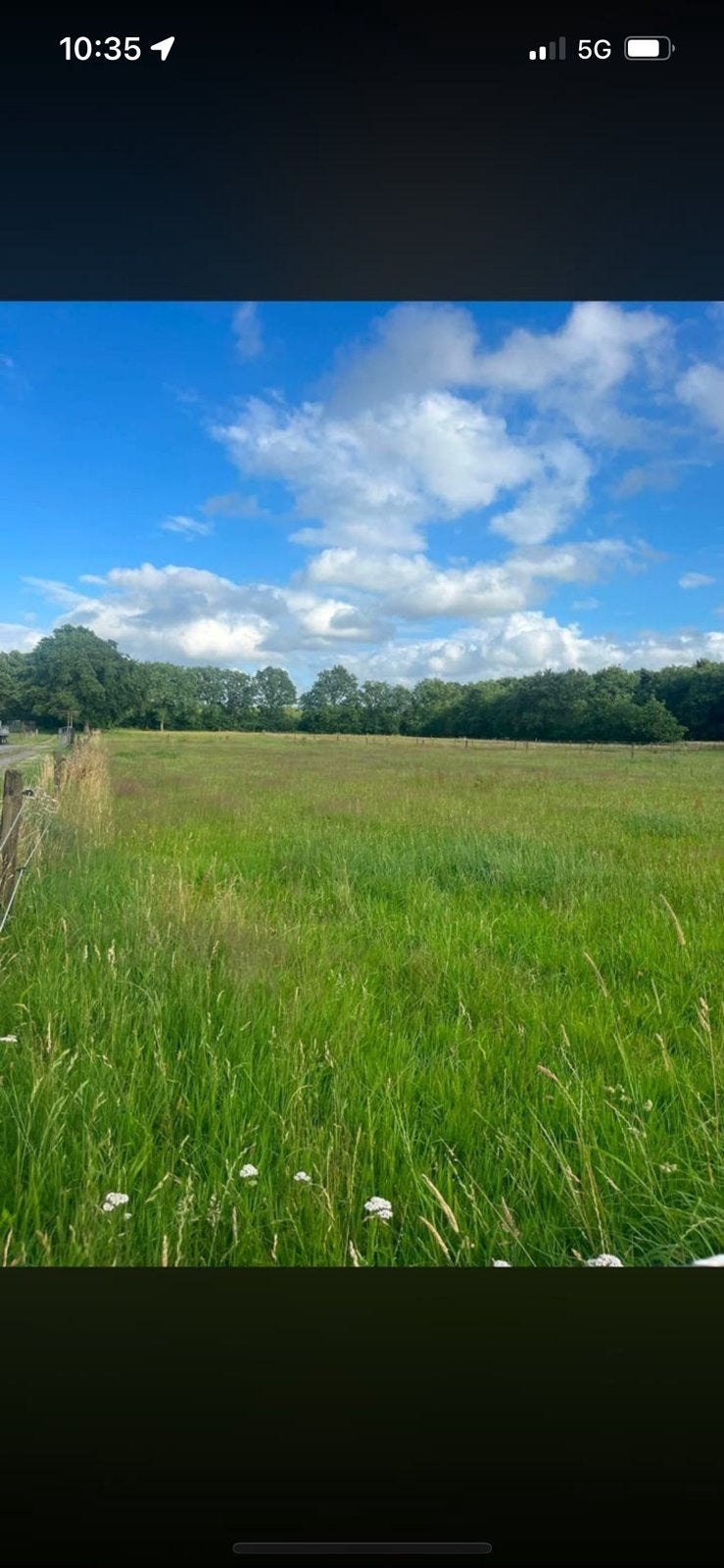Gras op stam te koop