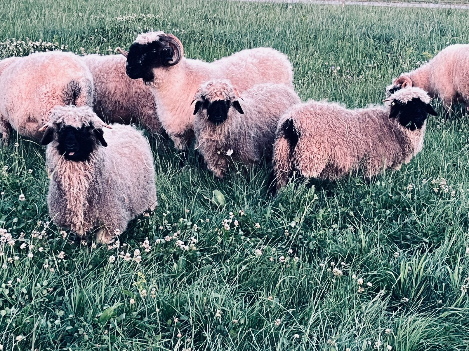 Walliser Schwarznase lam - veelbelovende ram Ben, Mannelijk, Schaap, 0 tot 2 jaar