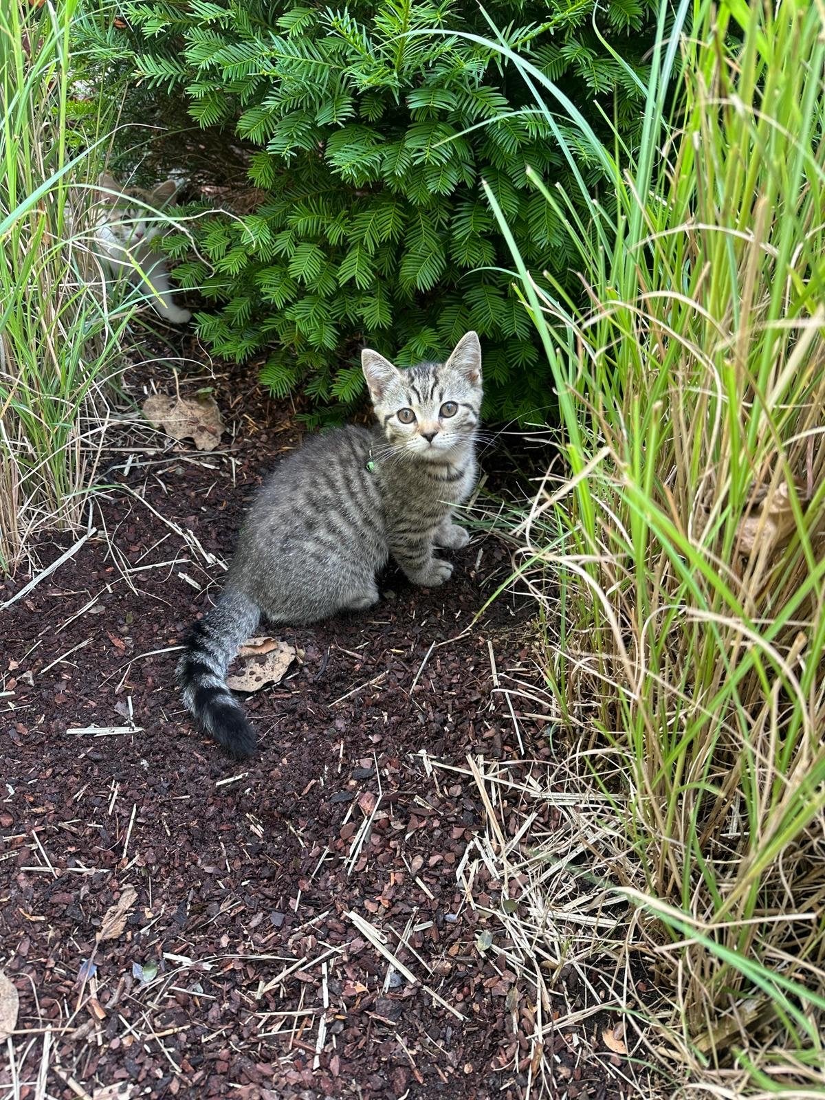 Half ras Britse Korthaar kitten, Dieren en Toebehoren, 0 tot 2 jaar