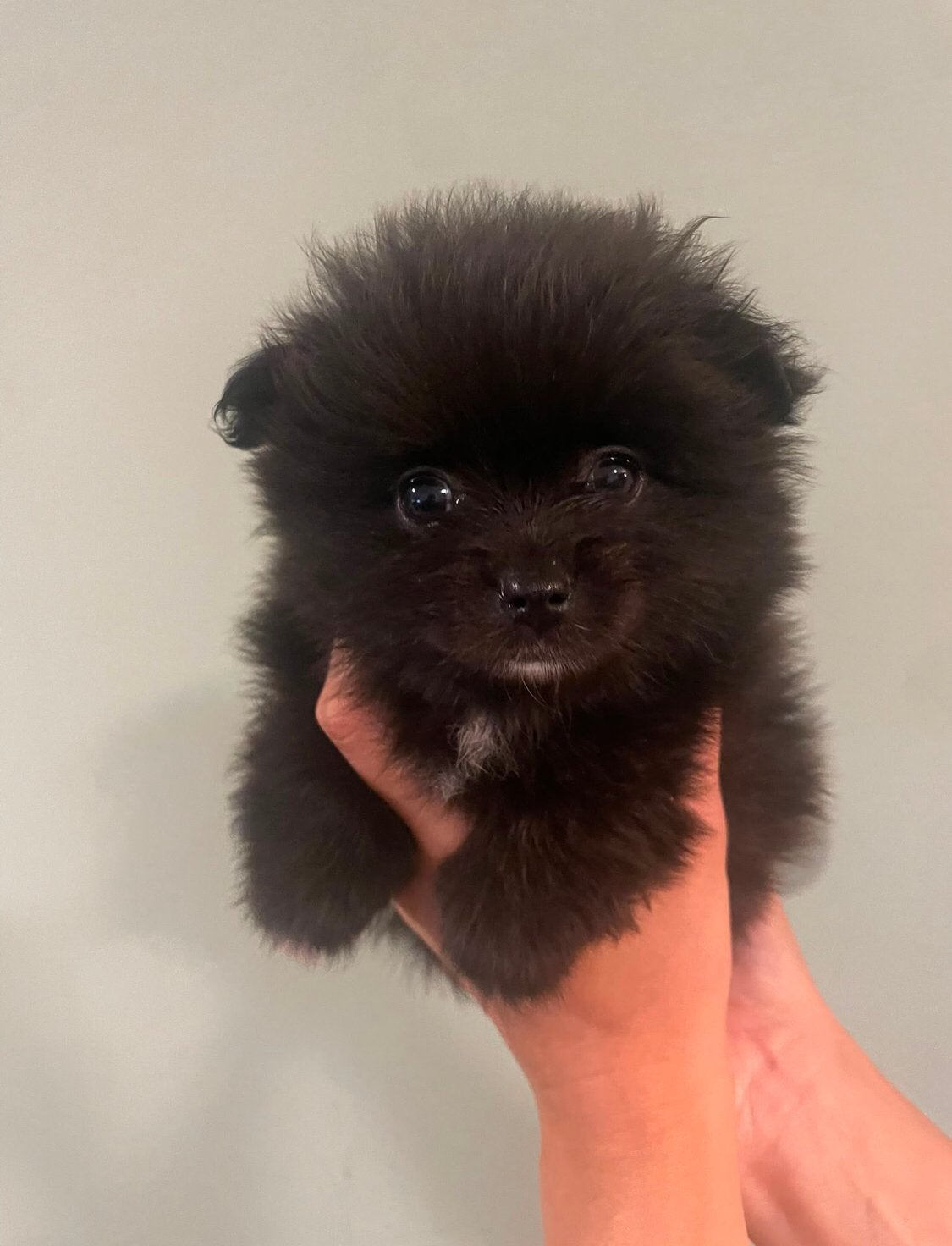 Pomeriaan Dwergkees Puppy’s, Parvo, Overige rassen, 8 tot 15 weken, Meerdere