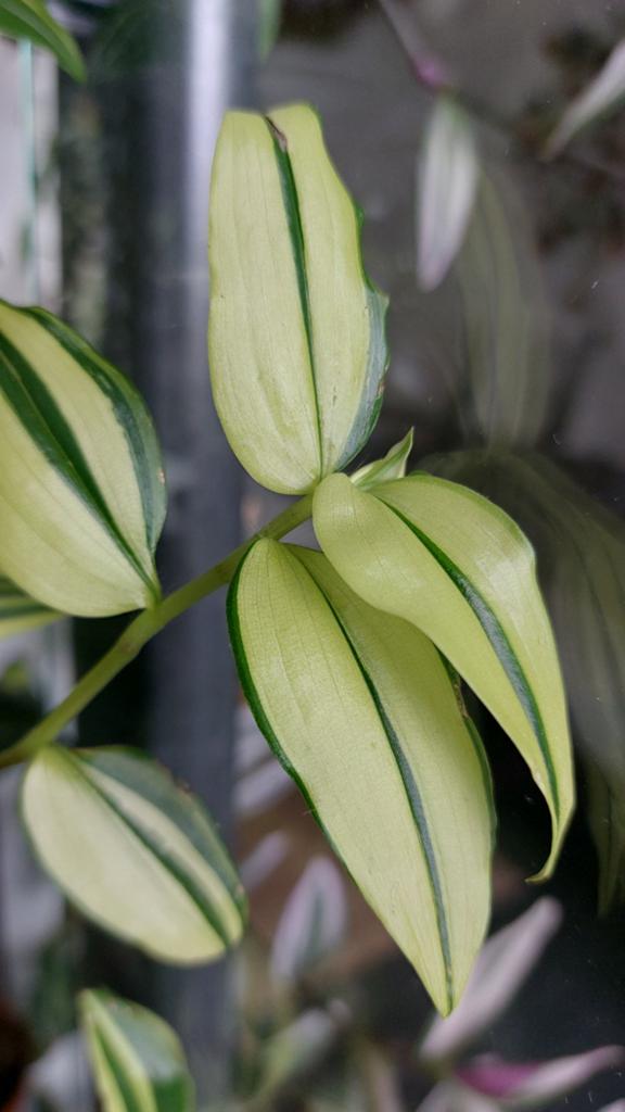 Tradescantia variegata, Huis en Inrichting, Kamerplanten, Ophalen of Verzenden, Halfschaduw, Minder dan 100 cm