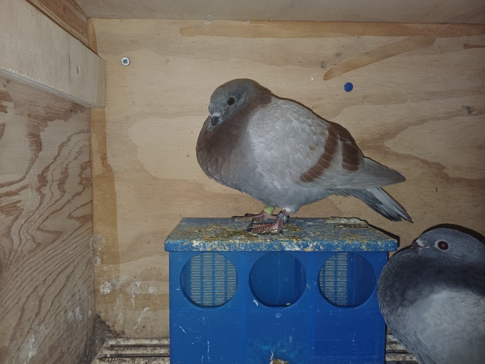 Jonge canaria/balear kroppers, Dieren en Toebehoren, Vogels | Duiven, Meerdere dieren