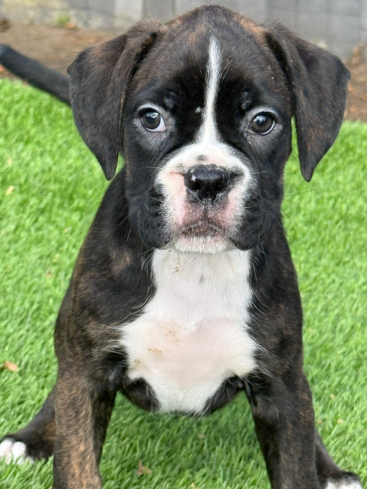 Te koop mooie Boxer pups, Dieren en Toebehoren, Nederland, Overige rassen, 8 tot 15 weken, Meerdere