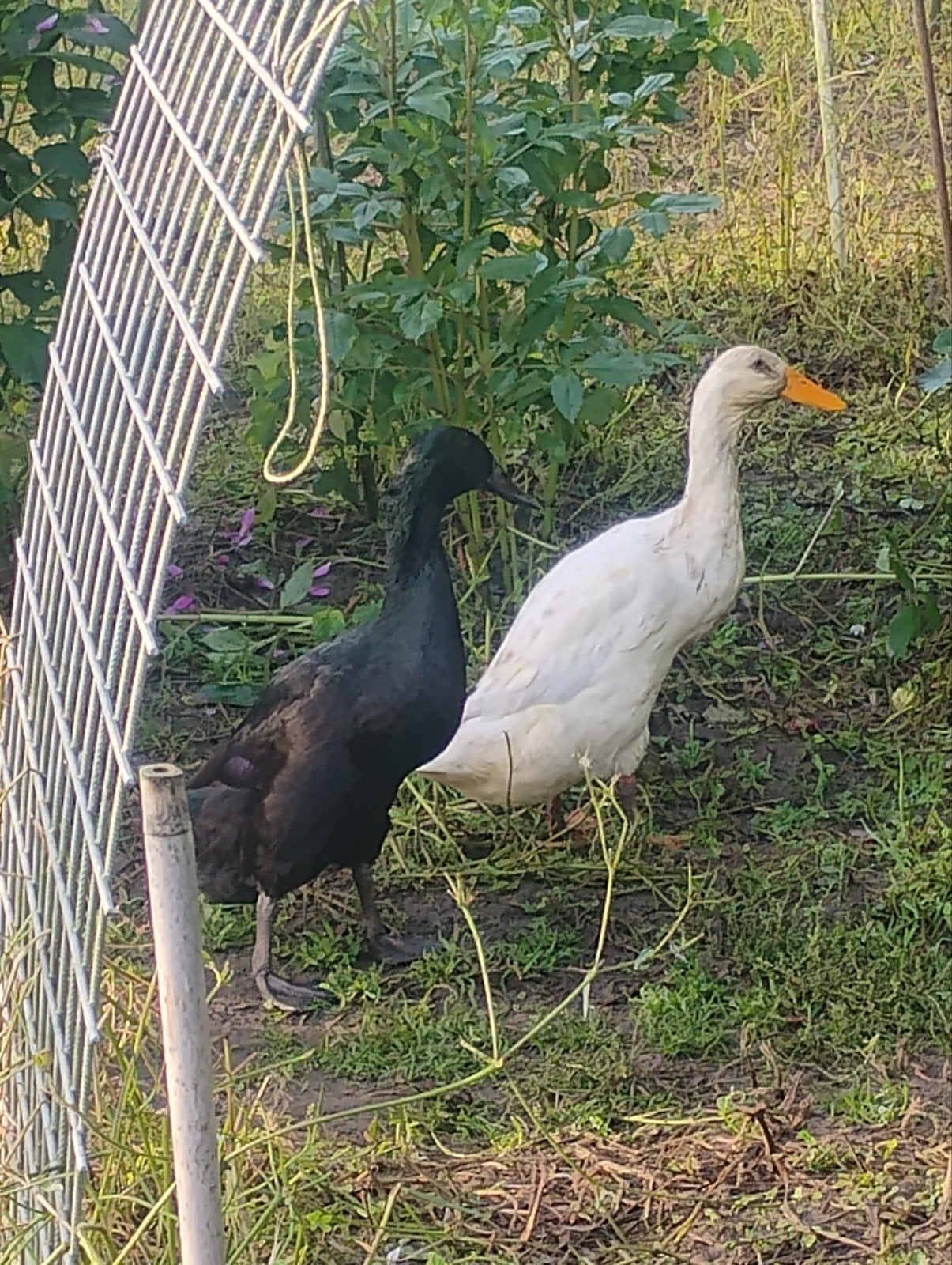 gratis 6 loopeenden, Meerdere dieren, Eend