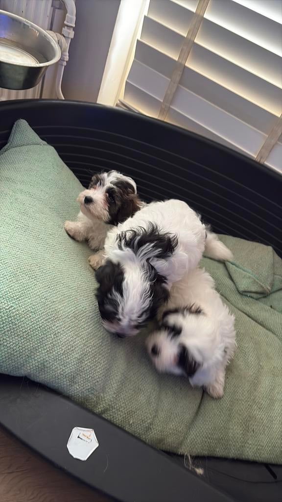 Zijn 2 reu en 1teefje, Dieren en Toebehoren, Maltezer, Reu, Meerdere, Nederland