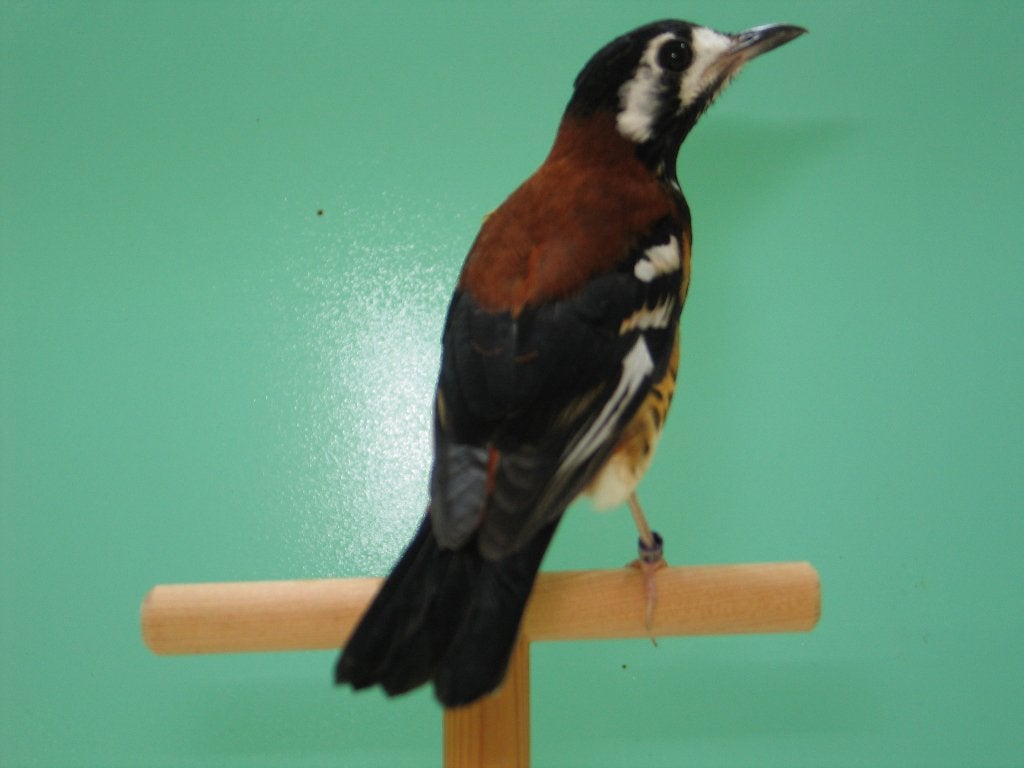 Kastanjeruglijster  , (Zoothera Dohertyi ), Dieren en Toebehoren, Vrouwelijk, Tropenvogel, Geringd