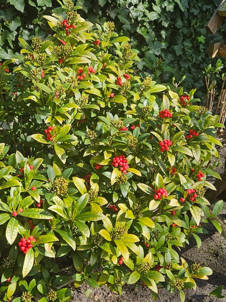 Skimmia medium formaat, Ophalen, Overige soorten, Struik, 100 tot 250 cm