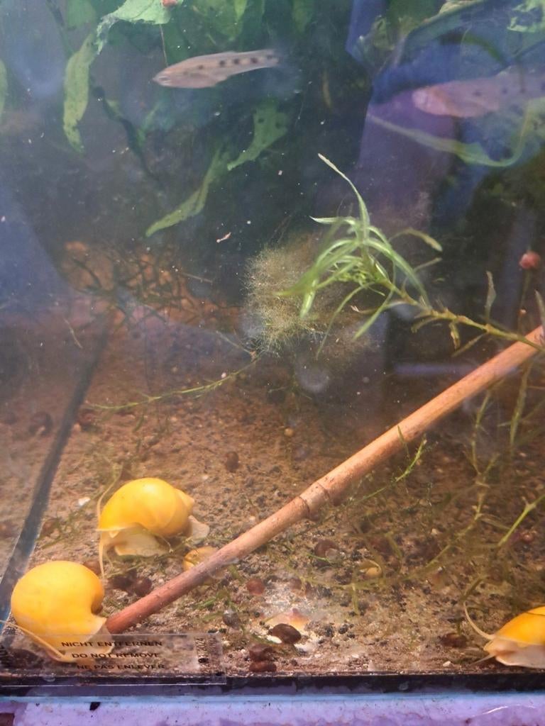 Yellow appelslakken, Dieren en Toebehoren, Vissen | Aquariumvissen, Vis