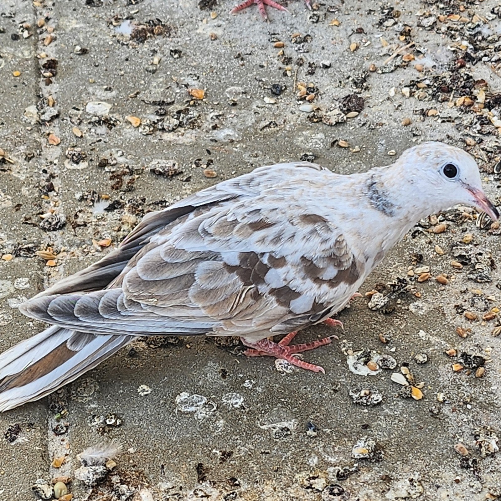 Jonge Bonte Tortel mannen, Dieren en Toebehoren, Mannelijk