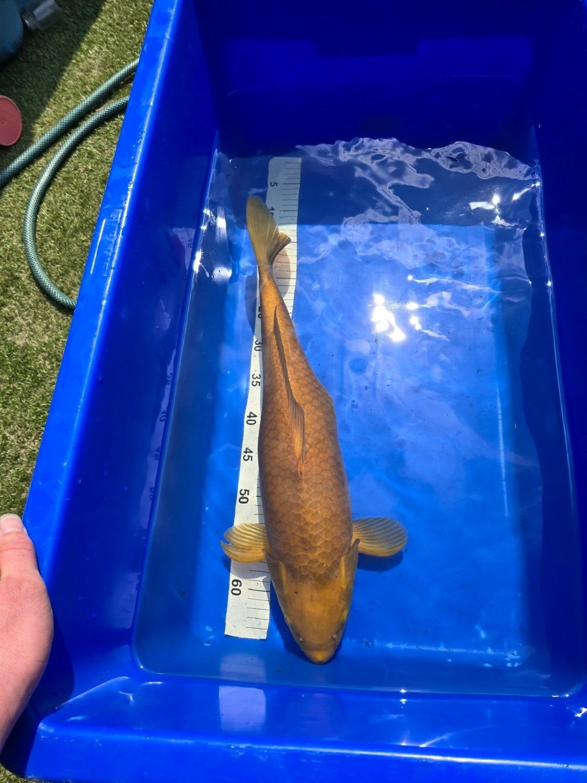 Koi