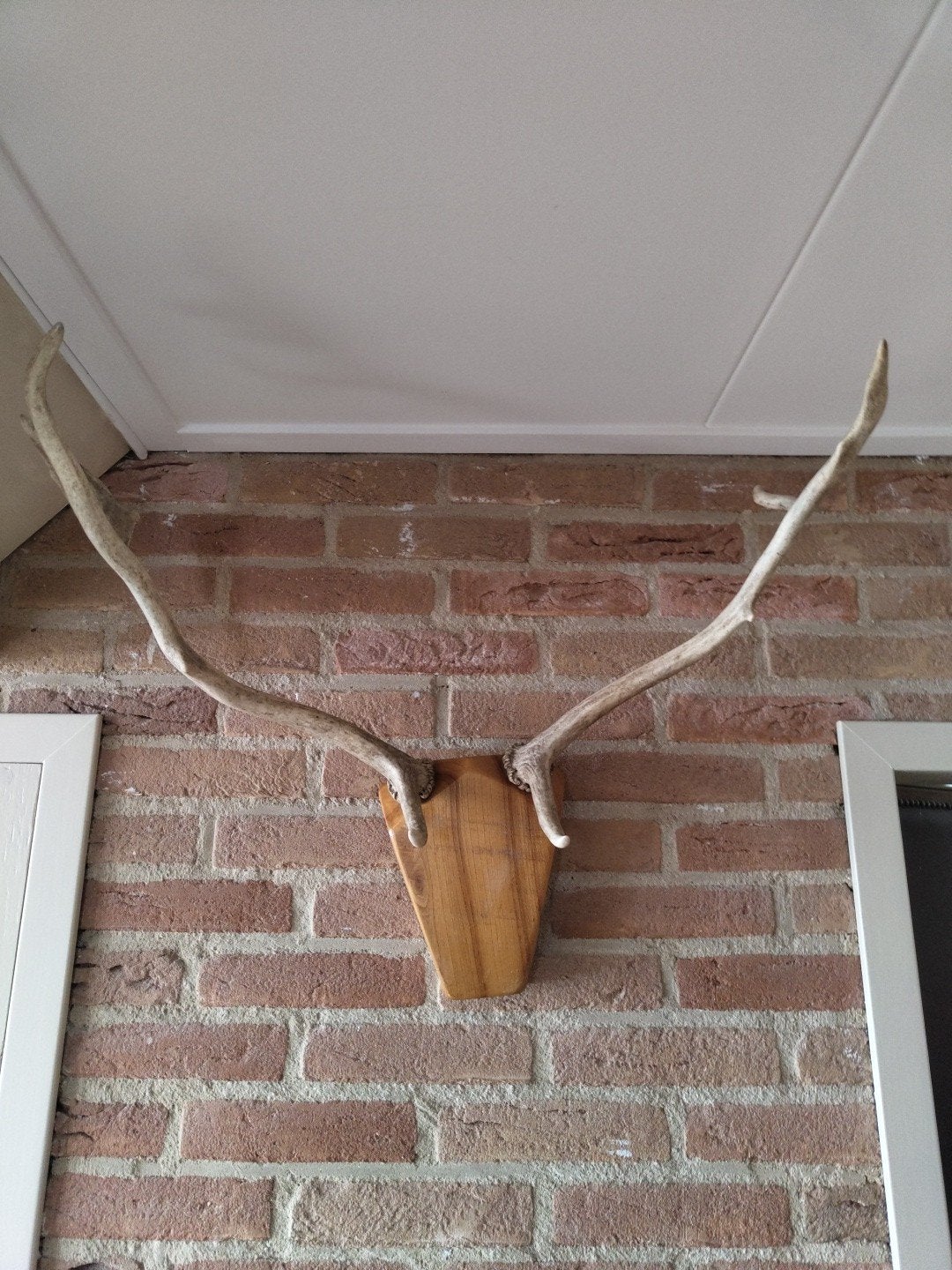 Gewei jong damhert op houten kopframe., Verzamelen, Dierenverzamelingen, Ophalen of Verzenden, Zo goed als nieuw, Hert, Gewei of Kop