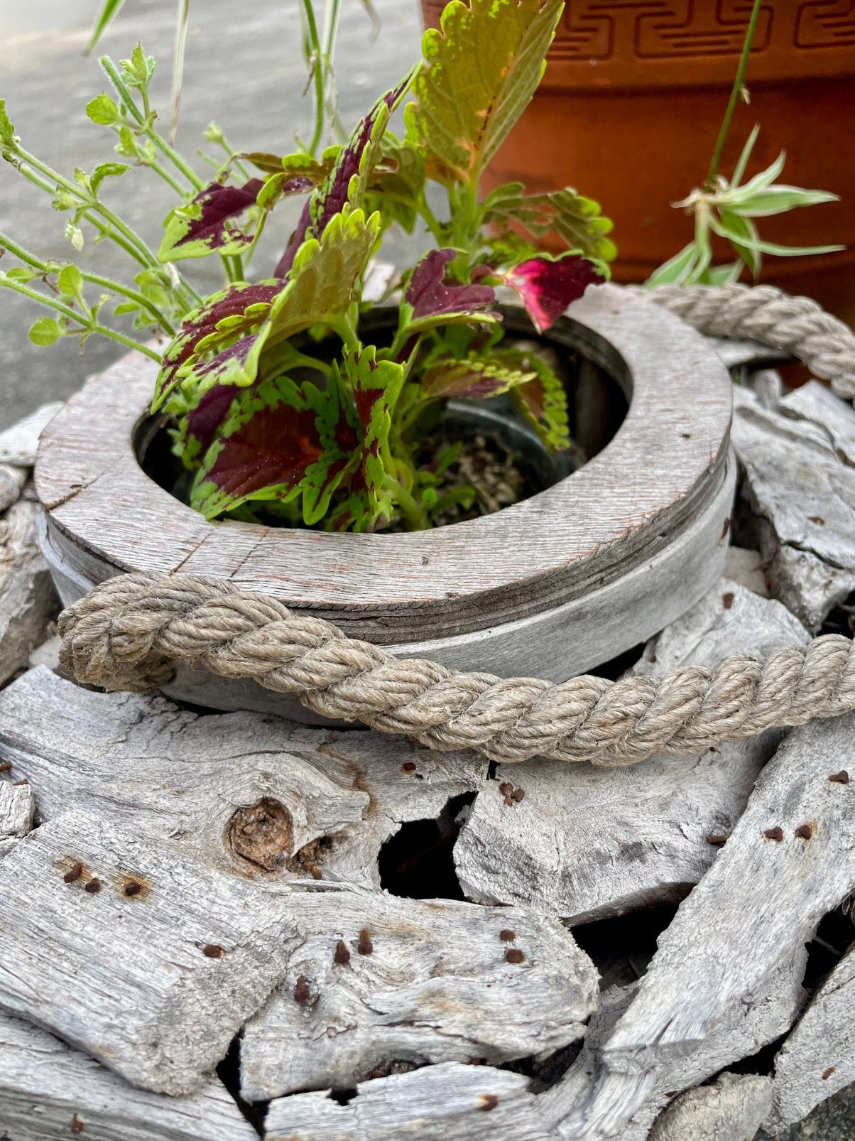 Stoere pot van hout met siernetel, Ophalen, Minder dan 30 cm, Minder dan 60 cm, Rond