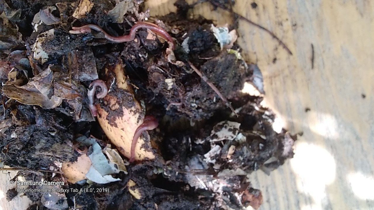 compost wormen, Tuin en Terras, Aarde en Mest, Ophalen, Tuinaarde