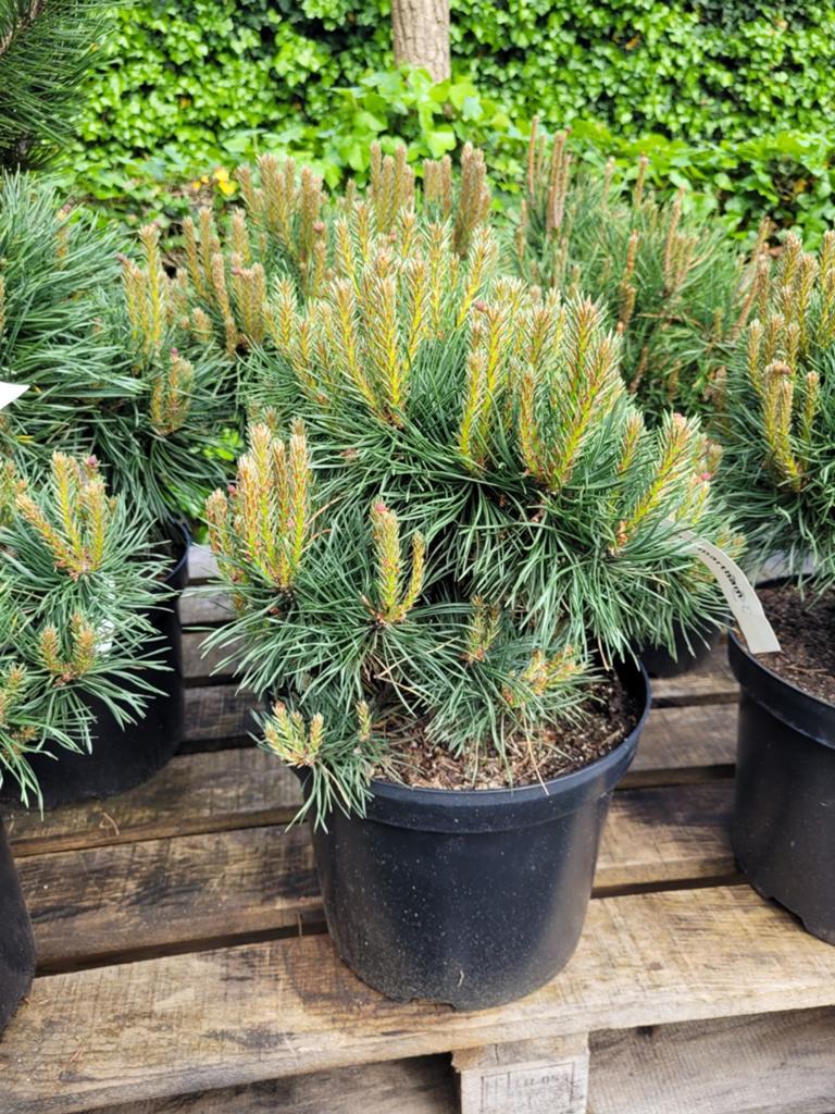 Pinus Sylvestris Martham - Dwergden, Tuin en Terras, Planten | Tuinplanten, Volle zon, Vaste plant, Bloeit niet, Ophalen