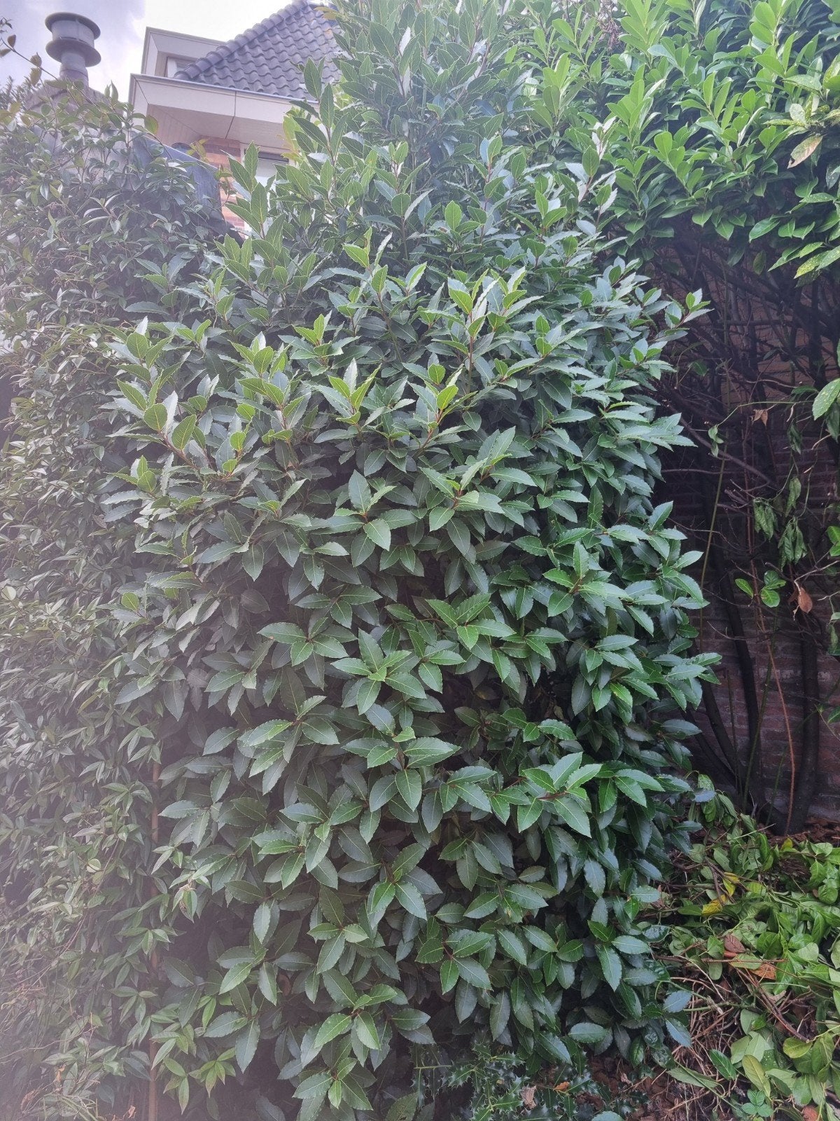 Volwassen Laurier, Ophalen, Laurier, 100 tot 250 cm