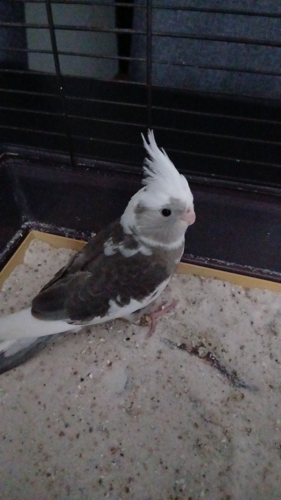 Gratis vogelkooi gezocht voor valkparkiet, Dieren en Toebehoren, Ophalen, Metaal, Vogelkooi