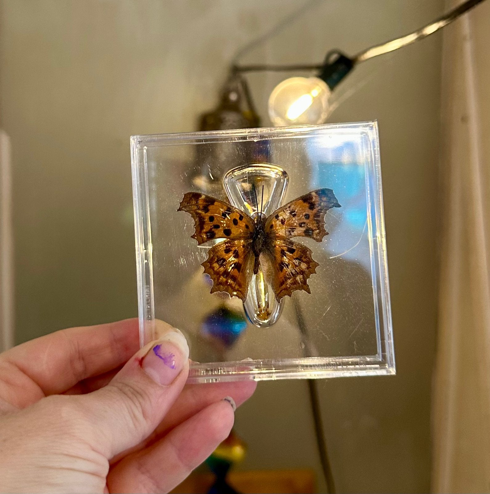 Prachtige vlinder in plexiglas lijstje, Verzamelen, Ophalen of Verzenden, Zo goed als nieuw, Insect, Opgezet dier