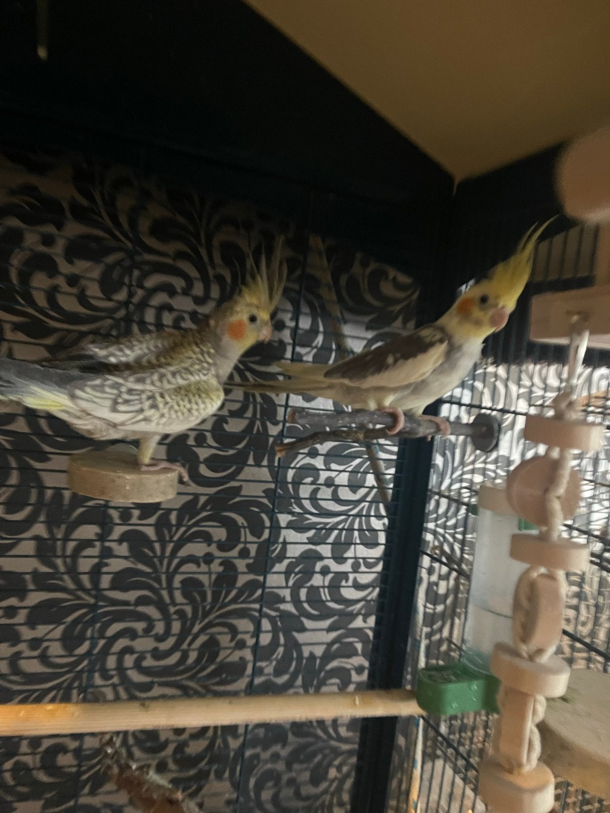 Twee valkparkietjes te koop, Meerdere dieren, Parkiet