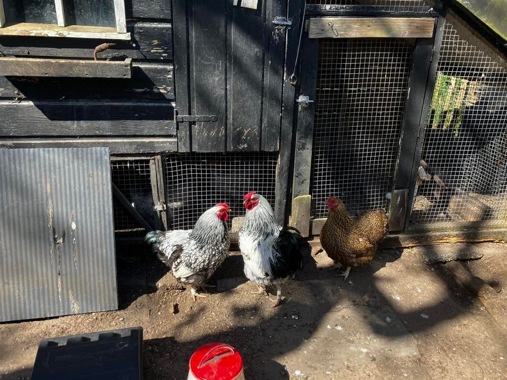 Wyandotte haan 2x gratis, Dieren en Toebehoren, Pluimvee, Mannelijk, Kip