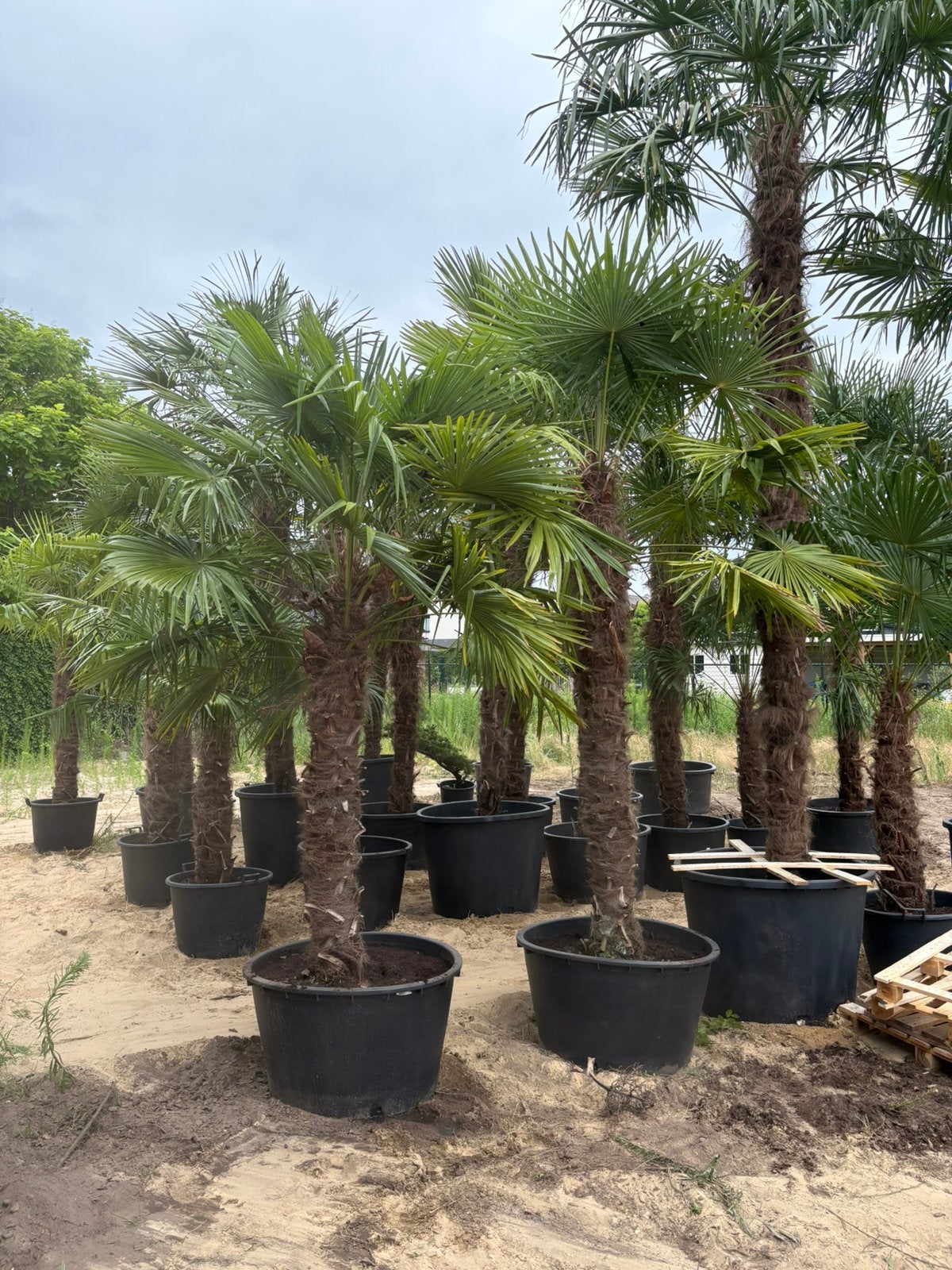 Palmboom/Palmbomen, Trachycarpus fortunei!, 100 tot 250 cm, Zomer, Palmboom, Ophalen