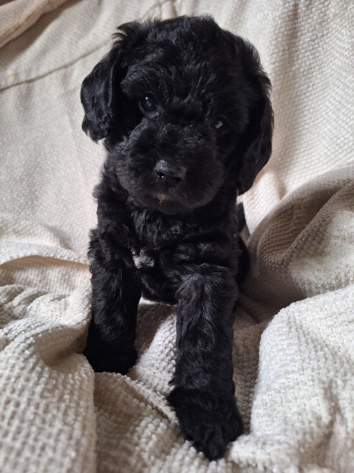 Lieve Labradoodle puppy's medium x mini zwart en bruin, 8 tot 15 weken, CDV (hondenziekte), Meerdere, Meerdere dieren