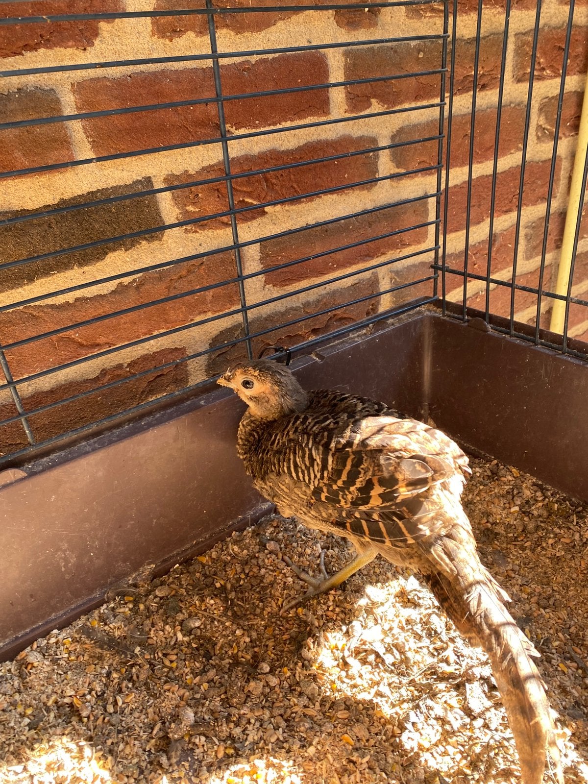 Aangeboden, Fazant hen, Dieren en Toebehoren, Vrouwelijk, Overige soorten