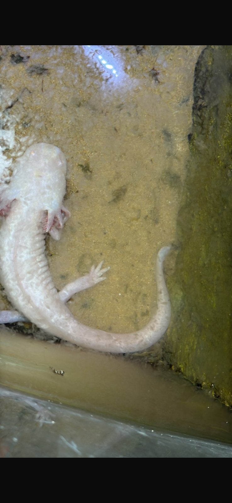 Axolotl