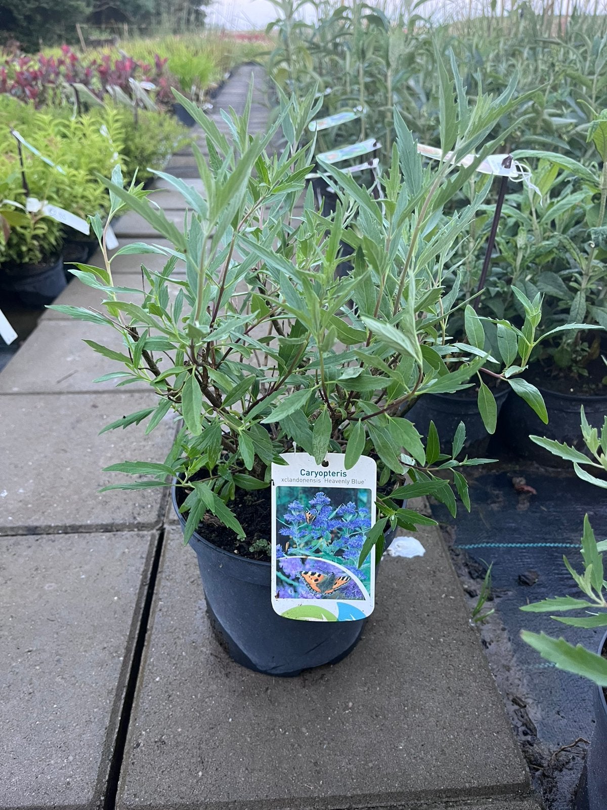 Caryopteris clandonensis 'Heavenly Blue' / Blauwbaard, Ophalen of Verzenden, Overige soorten, Halfschaduw