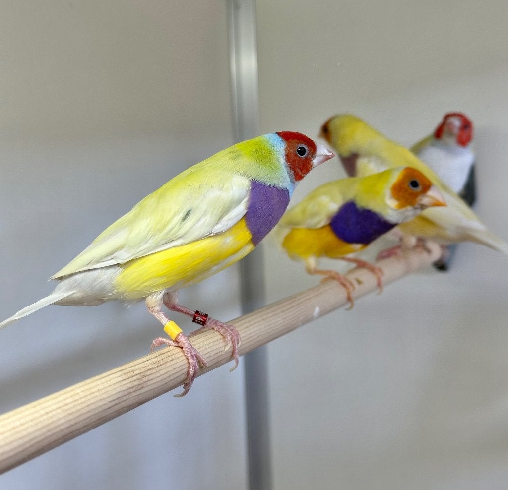 Gouldamadines geel, Dieren en Toebehoren, Meerdere dieren