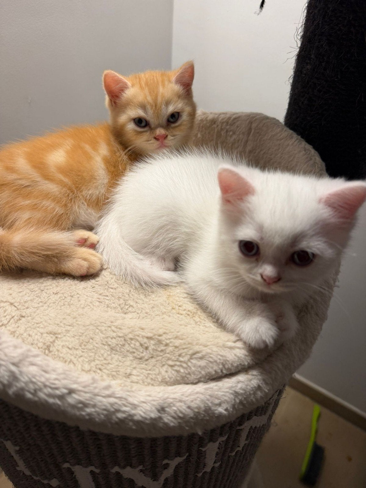 100% Britse korthaar kittens BLAUWE OGEN 8weken direct mee, Dieren en Toebehoren, Katten en Kittens | Raskatten | Korthaar, Kater