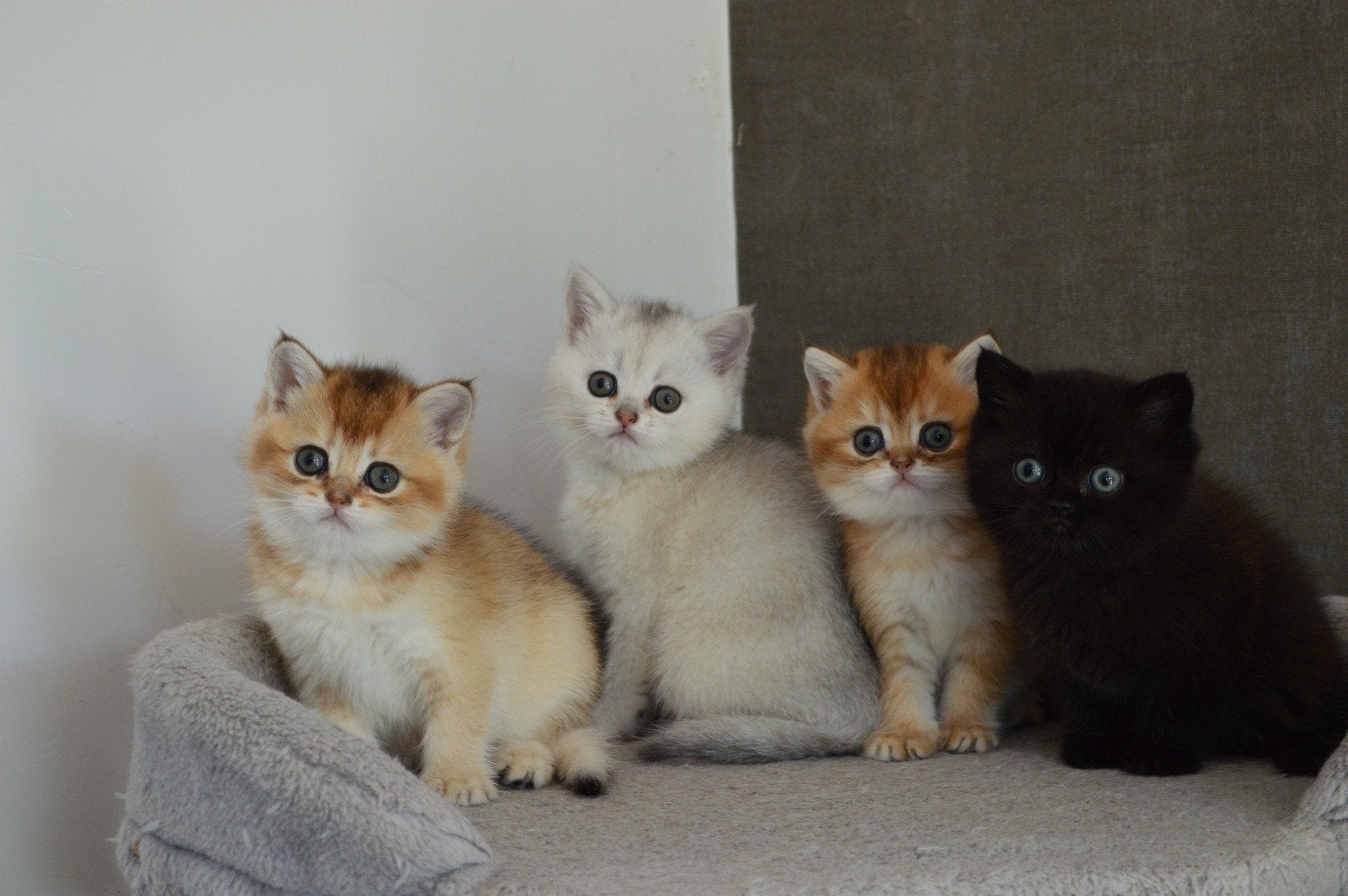Britse Korthaar kittens, Meerdere dieren, Ontwormd
