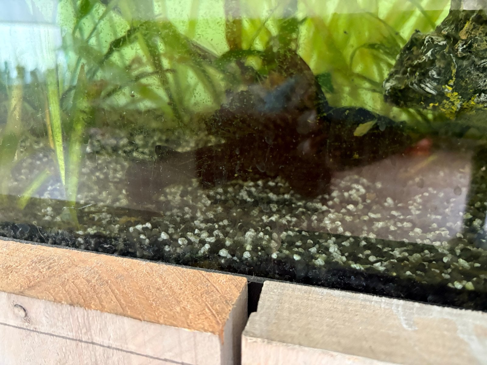 Vissen te koop, Vis, Zoetwatervis, Schoolvis