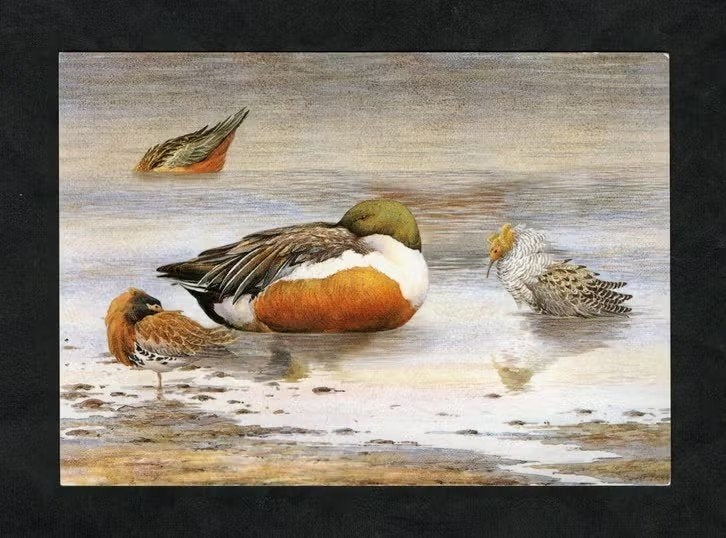 Vogels Eenden Bergeend Kemphaan Steltlopers Wad., Ophalen of Verzenden, 1980 tot heden, Ongelopen, Vogel