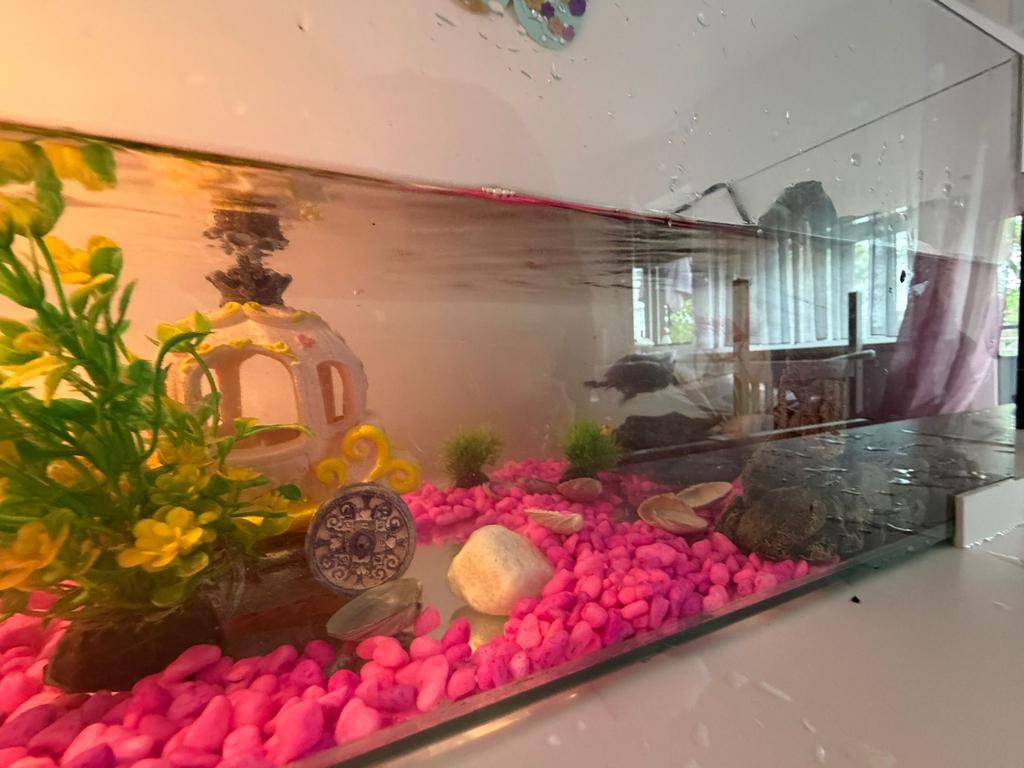 Aquarium met schildpadden, Ophalen of Verzenden, Zo goed als nieuw