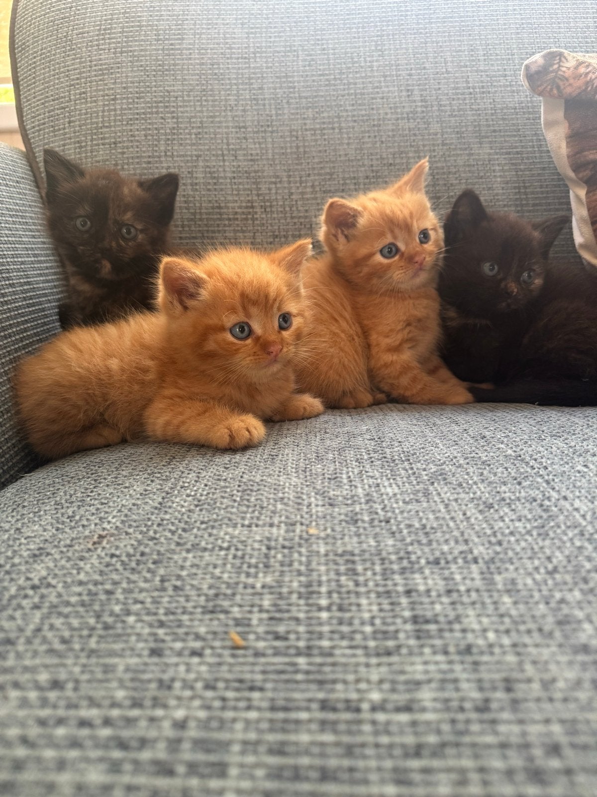 Perzische kittens, Dieren en Toebehoren, Katten en Kittens | Overige Katten, Meerdere dieren