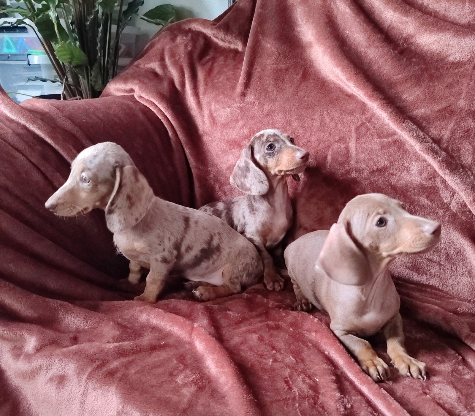 Prachtig gekleurde kortharige dwergteckel pups, Parvo, 8 tot 15 weken, Korthaar, Dwerg