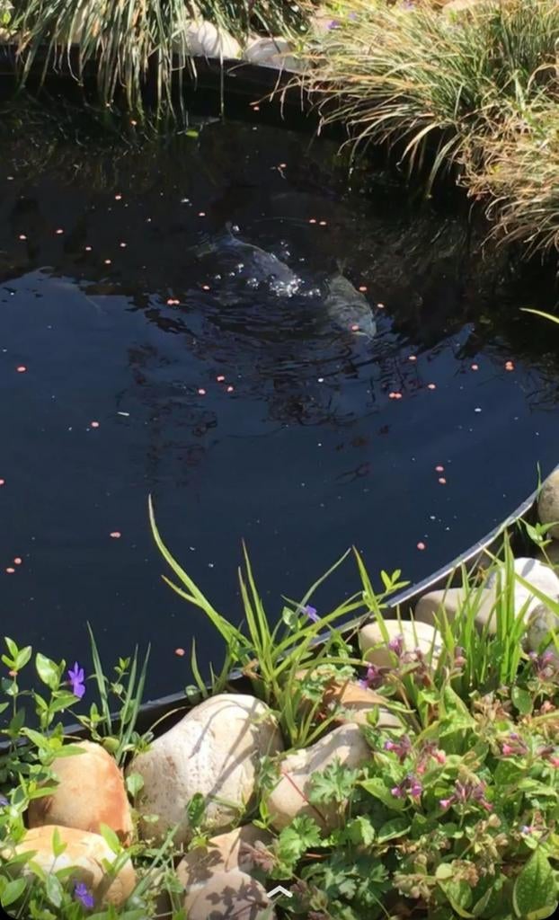 Vijverbak HDPE, Tuin en Terras, Vijvers, Ophalen