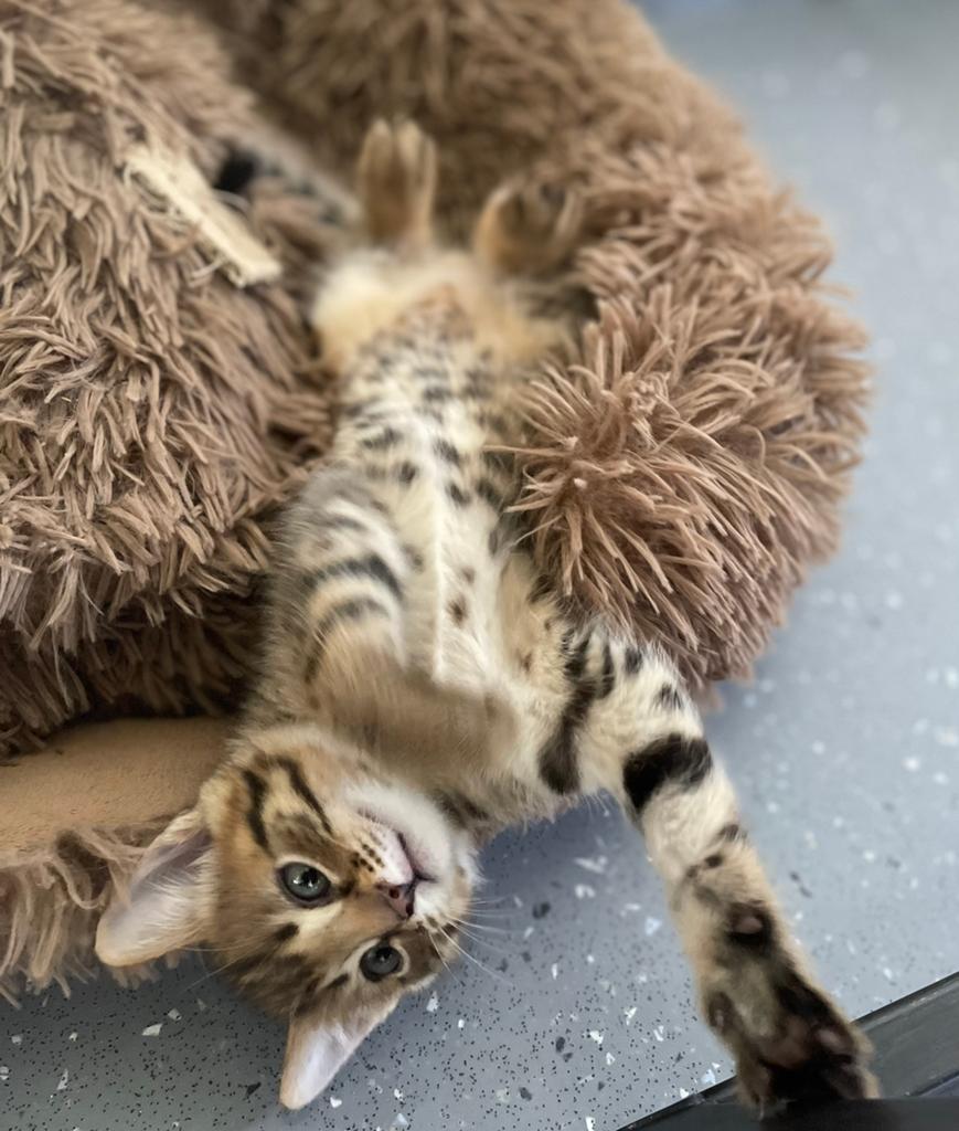 Nog 3 kittens zilver/bruine Savannah/Bengaalse mix, Meerdere dieren, Kortharig, 0 tot 2 jaar