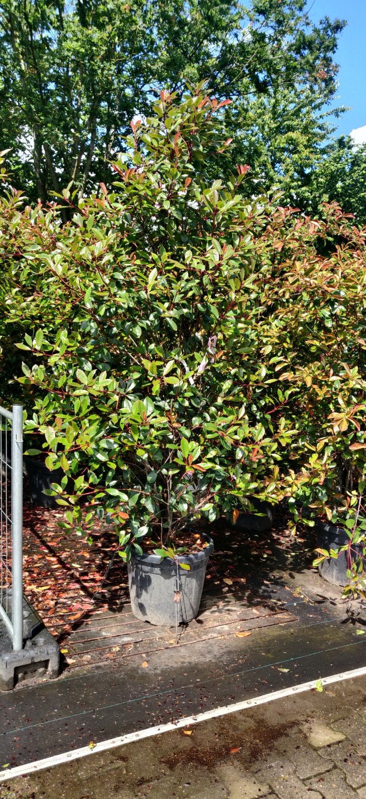 Grote Photinia Red Robin - Glansmispel struiken 175-200cm, Tuin en Terras, Planten | Struiken en Hagen, Ophalen of Verzenden, Overige soorten