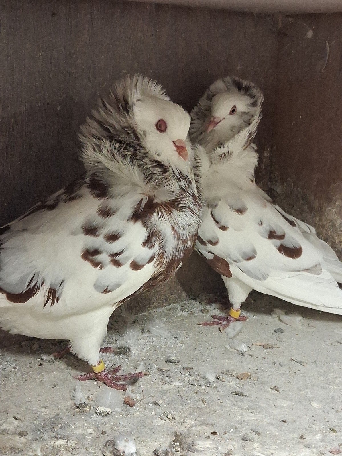 koppel oud Hollandse kapucijners, Dieren en Toebehoren, Meerdere dieren, Overige soorten
