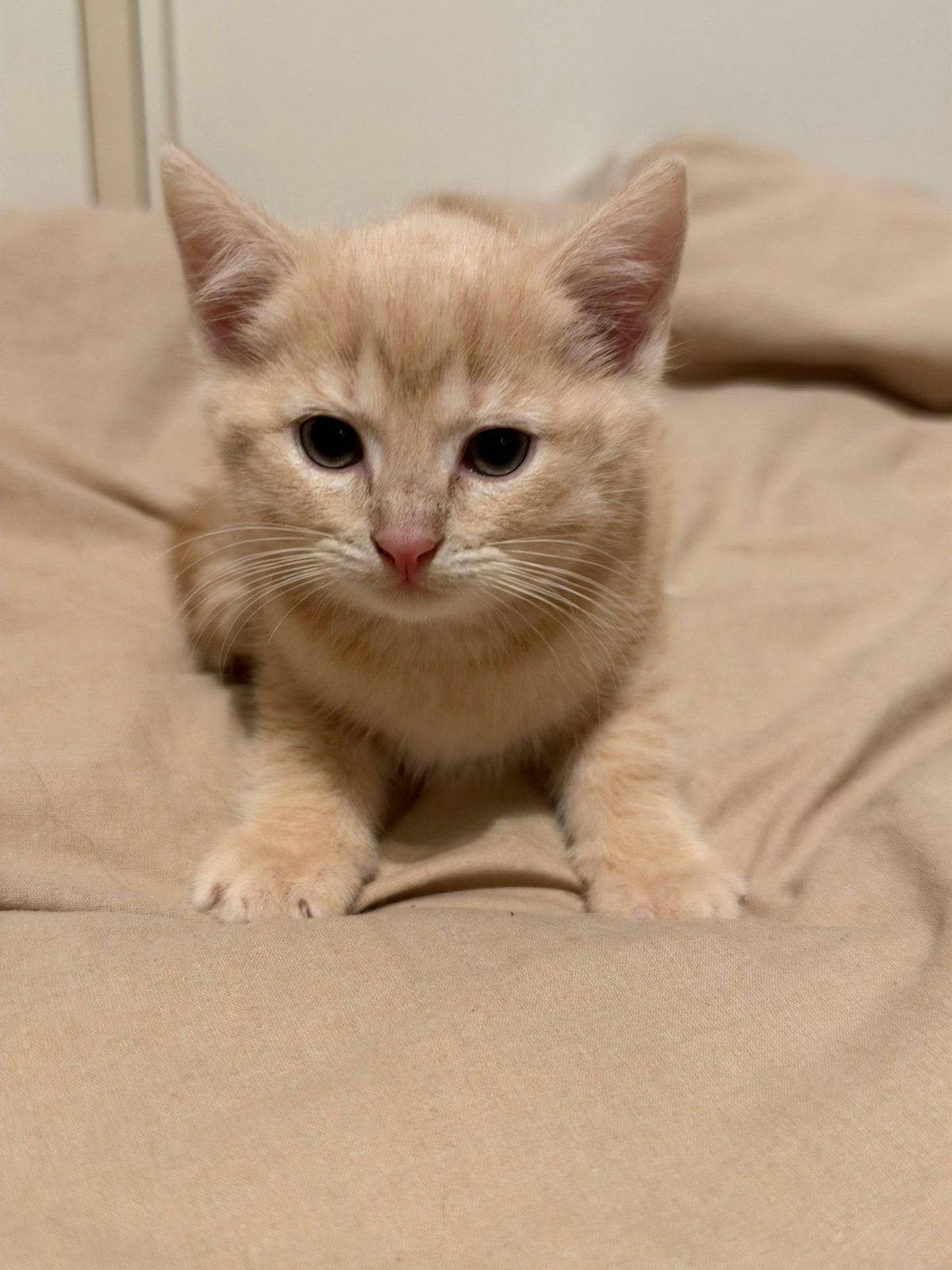 Halve Britse korthaar kitten, Dieren en Toebehoren, Poes, Ontwormd, 0 tot 2 jaar