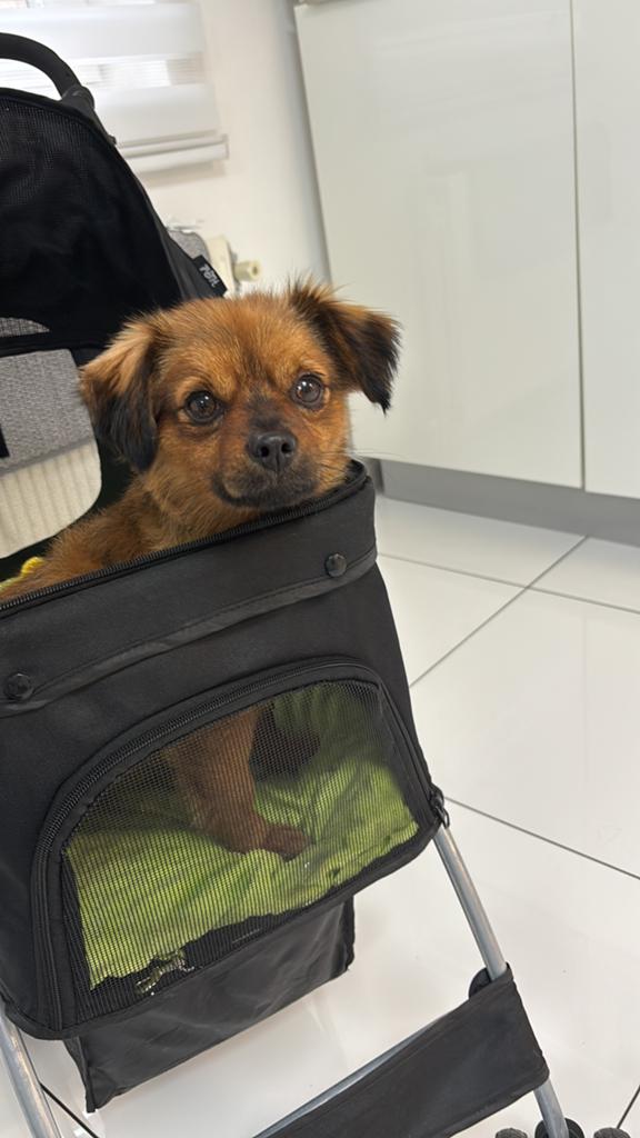 Hond Chuaua en kooi, Ophalen of Verzenden, Gebruikt