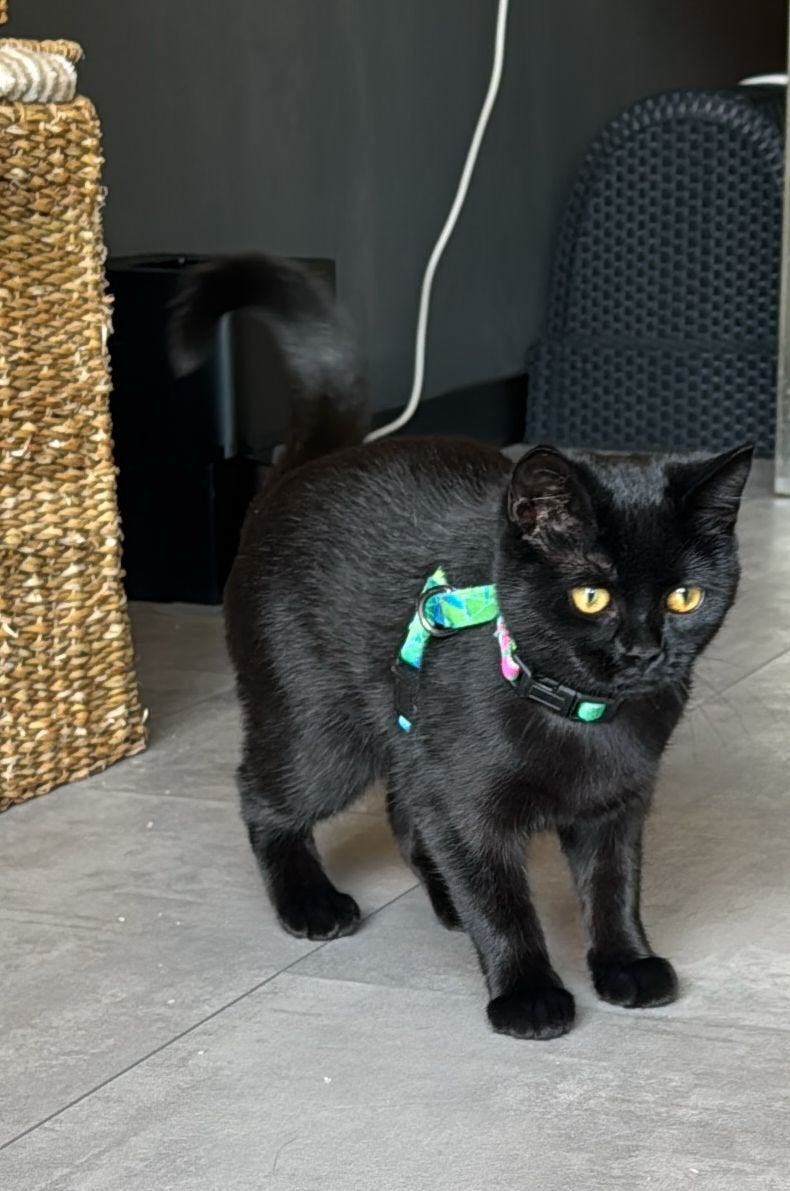Britse korthaar zwart geboren 7 oktober 2025, Poes, Kortharig, 0 tot 2 jaar