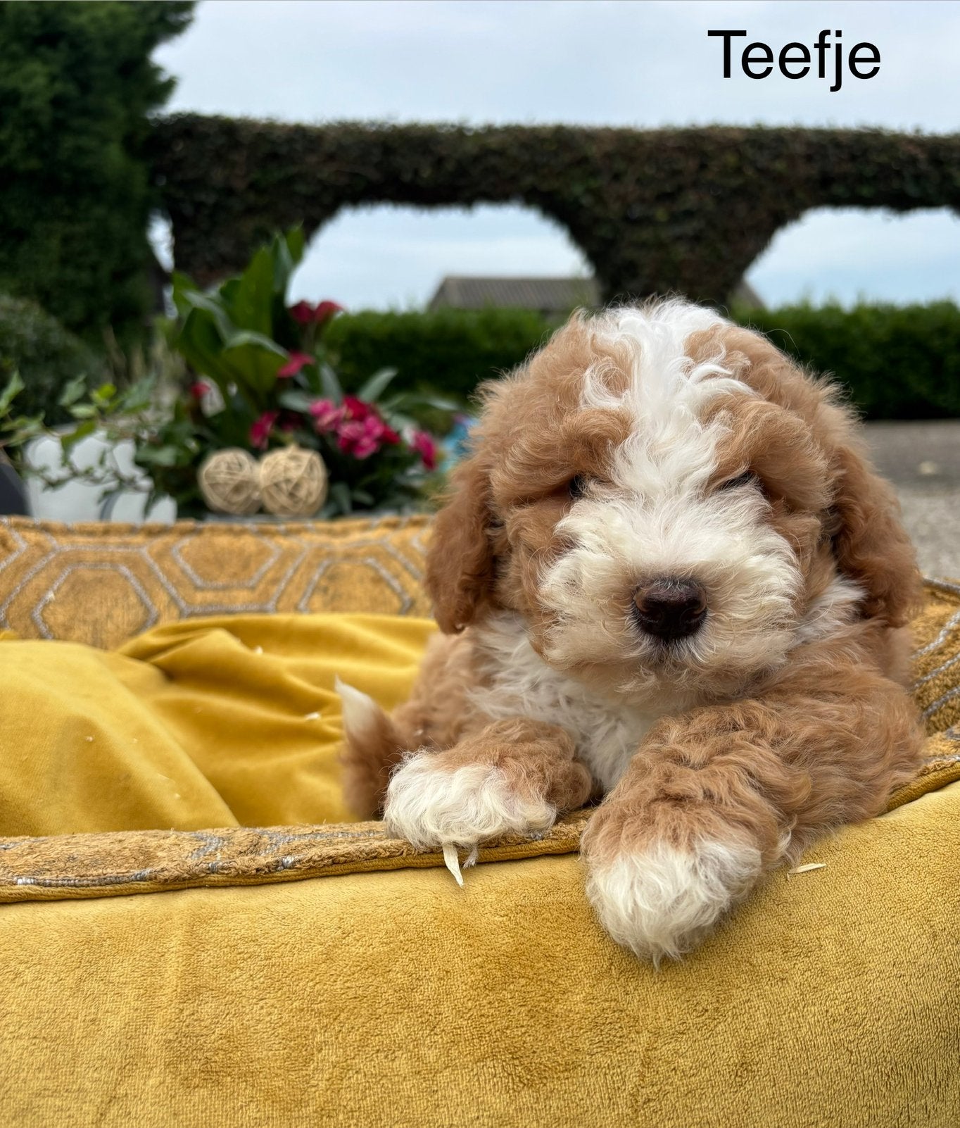 Boomer x Labradoodle mini, Dieren en Toebehoren, Nederland, Overige rassen, 8 tot 15 weken, Meerdere